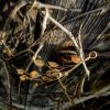 Wild Herbs - obrazek 3